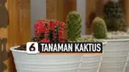kaktus banyuwangi thumbnail