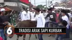Unik, sudah menjadi tradisi di Desa Batumerah, Ambon, hewan kurban diarak keliling kampung dimeriahkan dengan tarian hadrat serta lagu dan musik rebana.
