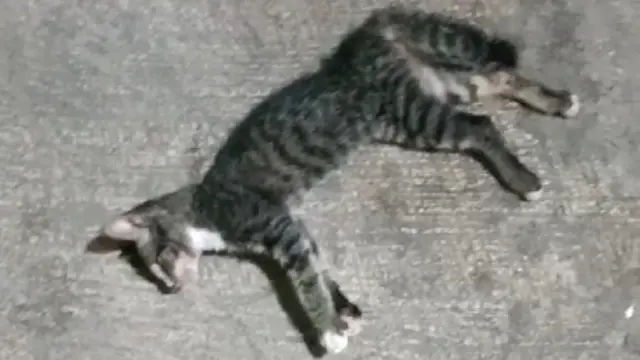 Puluhan kucing di RW 05 Kelurahan Sunter Agung, Kecamatan Tanjung Priok, Jakarta Utara mati mendadak. Gejalanya kejang-kejang dan buang air. (Bachtiarudin Alam/Merdeka.com)