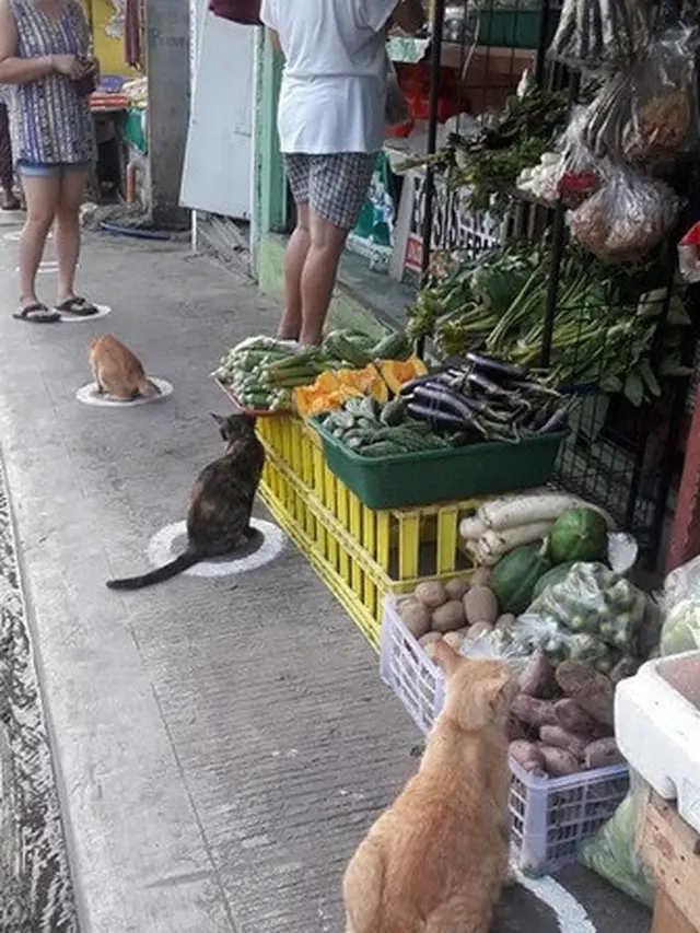 kucing di Filipina jalani physical distancing