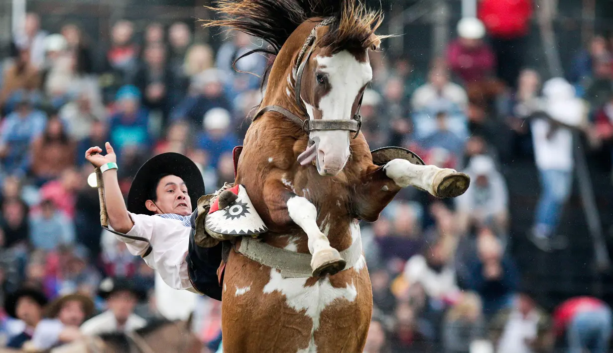Seorang Gaucho berusaha menaklukan kuda liar dalam Criolla del Prado di Montevideo, Uruguay, Rabu (12/4). Di kota Montevideo acara minggu rodeo diadakan sejak 1925. (AP/Matilde Campodonico)