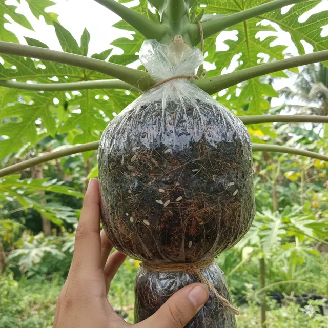 Tips cangkok pohon pepaya (Foto: Gemini AI)