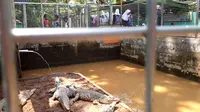 Benda Merayap Bergerak Terekam X-ray, Ternyata Anak Buaya