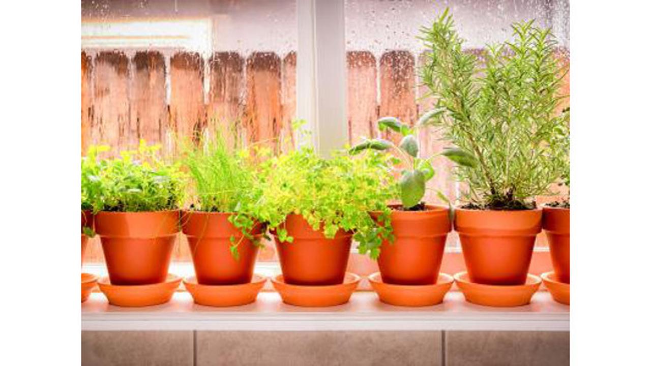 5 Tips Saat Memulai Menanam di dalam Rumah