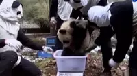 Taman Nasional di Tiongkok melatih 3 ekor anak panda sebelum dikembalikan ke habitatnya.