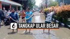 ular besar