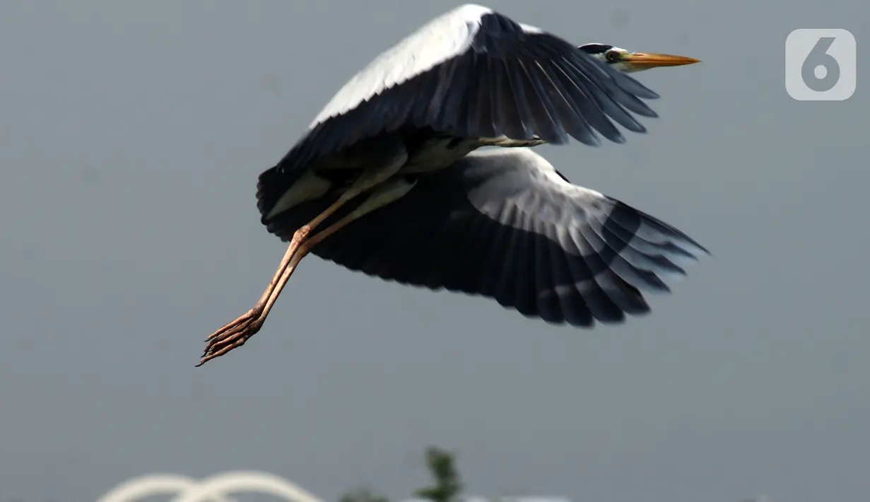 Aktivitas seekor burung Pesisir Jakarta, Sabtu (18/12/2021). Pesisir laut Jakarta yang menjadi tempat tinggal burung-burung pesisir sebagai habitnya dengan gedung-gedung bertingkat  dan statusnya terancam punah. (merdeka.com/Imam Buhori)