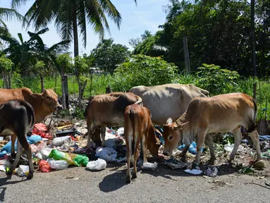 Kawanan sapi mengkonsumsi sampah limbah organik rumah tangga dalam kantong plastik  yang berada di pinggir jalan raya di Darul Imarah, Provinsi Aceh, Senin (4/10/2019). Sapi tersebut mencari makan dari tumpukan sampah. (Photo by CHAIDEER MAHYUDDIN / AFP)