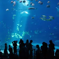 Ilustrasi mimpi melihat ikan banyak/Copyright unsplash/Nadine Marfurt