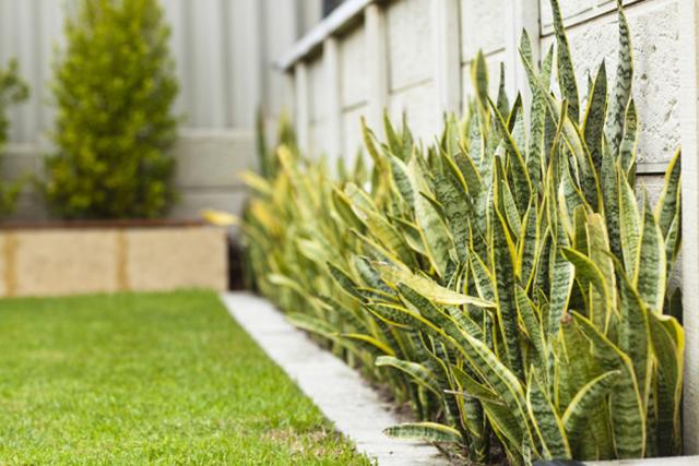 Lidah Mertua (Sansevieria trifasciata)
