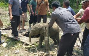 Proses evakuasi seekor anak gajah terperosok masuk ke dalam lubang septik tank di Riau. (Liputan6.com/ Dok BB KSDA Riau)