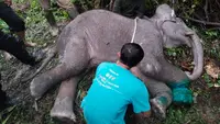 Anak gajah jantan mendapatkan perawatan medis setelah kakinya hampir putus dijerat hingga akhirnya mati di sungai. (Liputan6.com/Dok BBKSDA Riau)