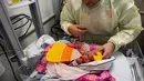 Grant Jordy melihat bayinya yang berusia 3 hari mengenakan kostum jagung manis saat menjalani perawatan di NICU sebuah rumah sakit di Texas, Rabu (30/10/2019). Pihak RS memakaikan kostum pada bayi-bayi prematur untuk merayakan Halloween pertama mereka (Sarah A. Miller/Tyler Morning Telegraph via AP)