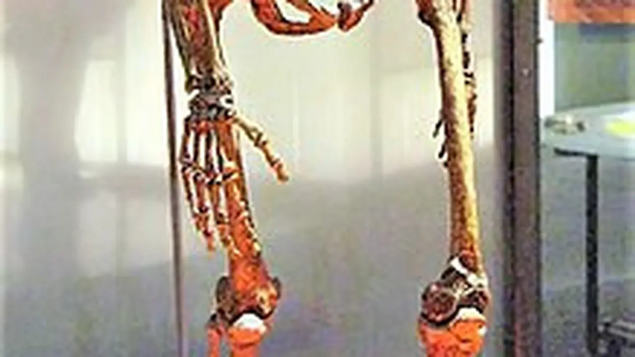 Manusia Purba