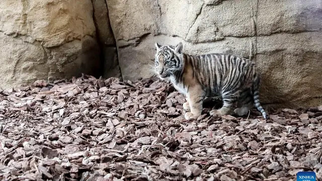 Anak harimau sumatera ini lahir di kebun binatang tersebut sejak satu bulan (Xinhua/Han Yan)