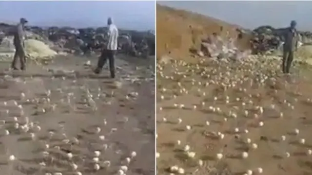 Ratusan Anak Ayam Memenuhi Tempat Pembuangan Akhir, Setelah Disangka Telur Busuk