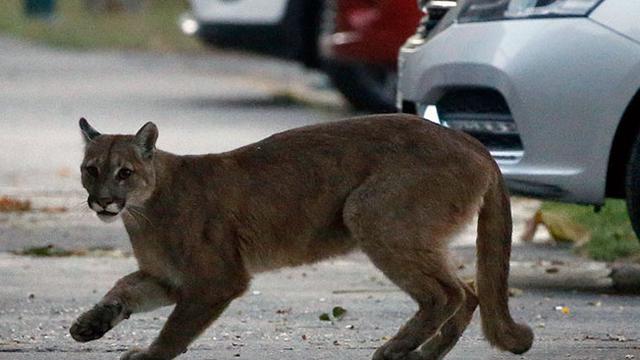 6 Potret Hewan Menyerbu Kota Saat Orang-Orang Karantina Diri di Rumah