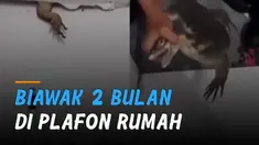 Kembali terjadi seekor biawak masuk ke dalam rumah warga.