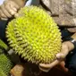 Berbagai durian lokal bisa ditemukan di Dusun Ndirun, Banjarnegara. (Foto: Liputan6.com/Muhamad Ridlo)