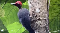 Burung pelatuk Sulawesi  yang menjadi daya tarik para pengamat burung (dok.instagram/@kementerianlhk/@https://www.instagram.com/p/CQa3DgosarA/Komarudin)