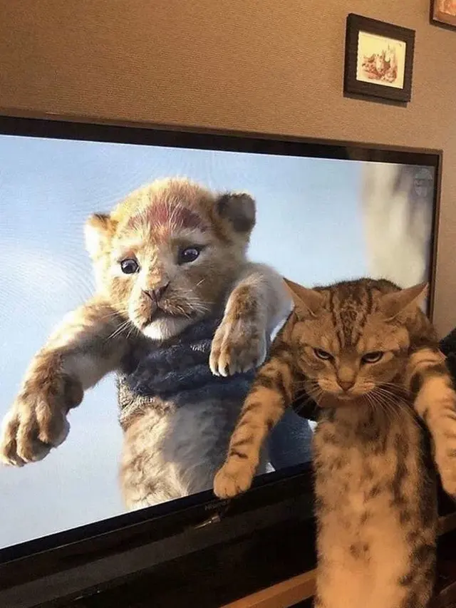 8 Potret Kocak Kucing di Depan TV, Ada yang Tirukan Pose Kartun