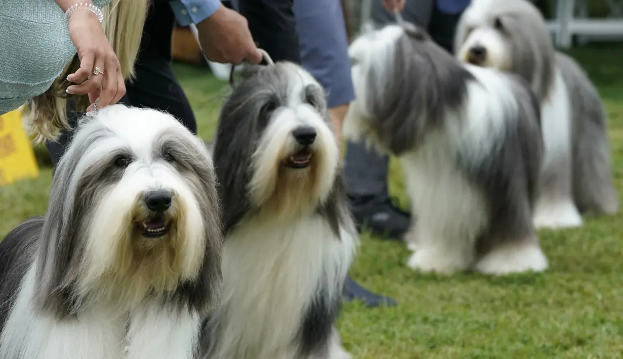 Anjing Pug berbaris di area penjurian dalam Westminster Kennel Club Dog Show di Lyndhurst Estate, Tarrytown, New York, Amerika Serikat, 12 Juni 2021. Pandemi COVID-19 membuat Westminster Kennel Club Dog Show tahun ini digelar tanpa penonton. (TIMOTHY A. CLARY/AFP)
