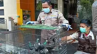 Karantina Surabaya gagalkan penyelundupan burung dan kura-kura ilegal. (Dian Kurniawan/Liputan6.com)
