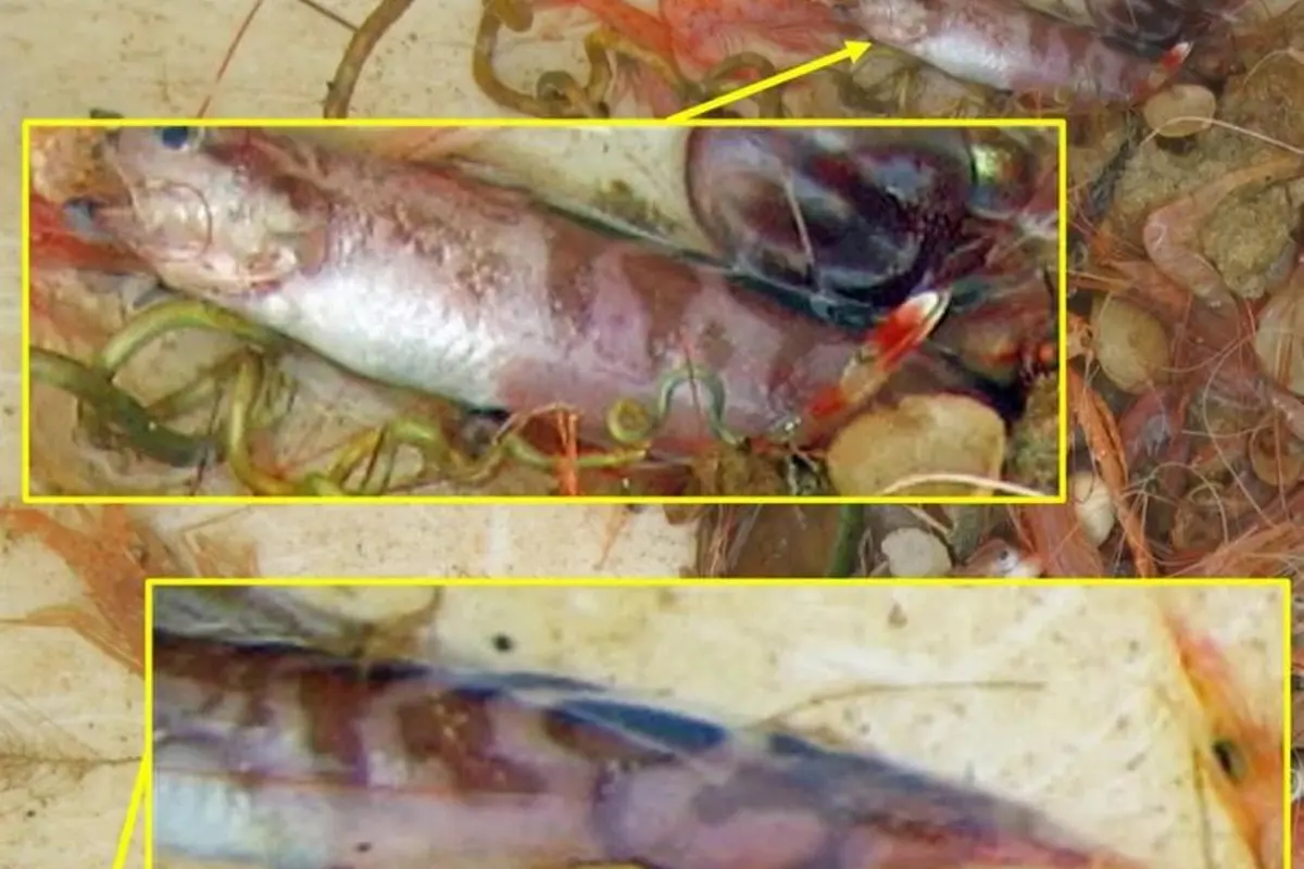 Penemuan Jenis Ikan Baru dengan Mata Ketiga
