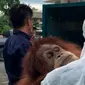 Temuan orangutan sumatera di rumah Bupati Langkat non aktif