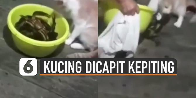 VIDEO: Penasaran, Akhirnya Kucing Dicapit Kepiting