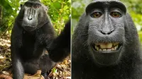 The monkey selfie (David J Slater/Caters)