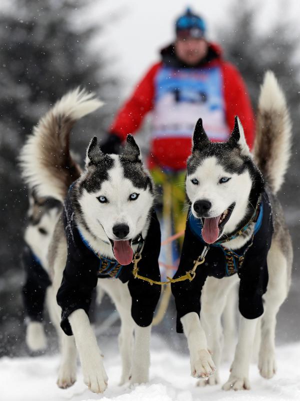 Pengemudi kereta luncur anjing menembus salju saat mengikuti lomba Sedivackuv Long di Destne v Orlicky Horach, Republik Ceko, Jumat (25/1). Peserta menempuh sekitar 200 kilometer dan menghabiskan satu malam tidur di salju. (Photo/Petr David Josek)