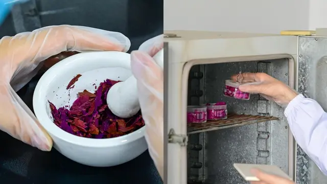 Berlian dibuat dari bunga Peony