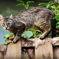 Ilustrasi kucing/Copyright pixabay/Mabel Amber