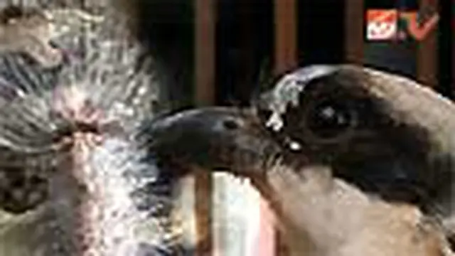 Ulat Bulu Meluas, Burung Predator Diterbangkan