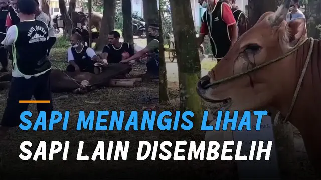 Momen sedih ketika seekor sapi menangis melihat sapi lainnya disembelih. Hingga membuat warganet menyayangkan kejadian itu.