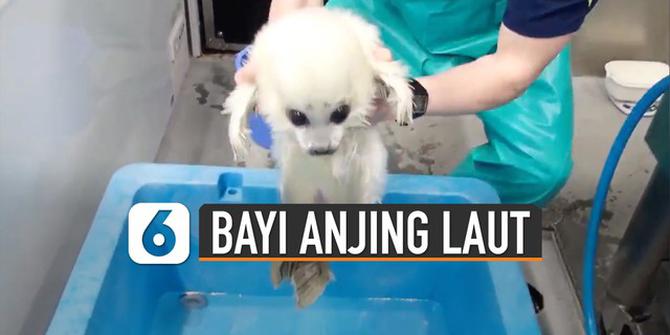 VIDEO: Lucunya Bayi Anjing Laut Belajar Berenang Pertama Kali