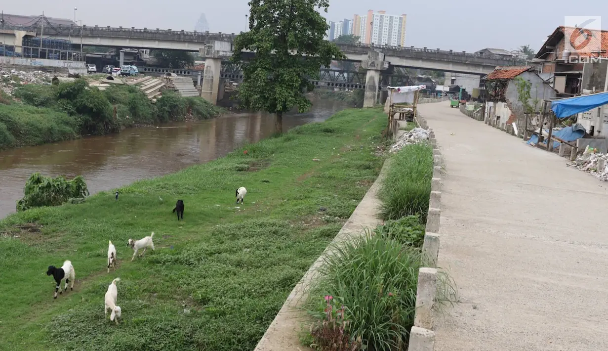 Kambing memakan rumput di bantaran Sungai Ciliwung, Jakarta, Rabu (7/11). Peternak menggembalakan kambingnya di kawasan tersebut untuk mengurangi biaya pakan. (Liputan6.com/Immanuel Antonius)