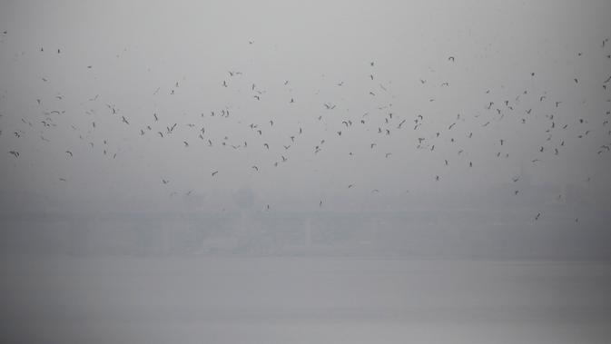 Burung-burung terbang dalam asap akibat polusi udara menyelimuti Seoul, Korea Selatan, 12 Maret 2019. Pemerintah mengirimkan pesan teks darurat yang mendesak warga tidak banyak pergi keluar rumah. (REUTERS/Kim Hong-Ji/File Photo)