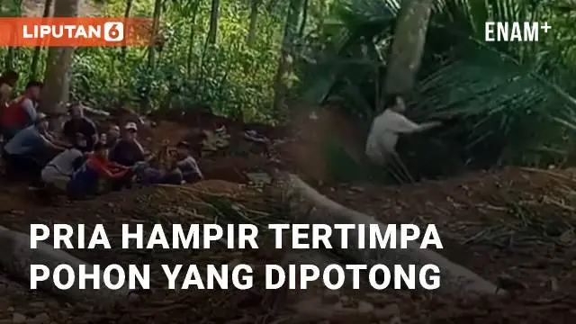 Detik-detik seorang pria nyaris tertimpa pohon tumbang terekam. Sekelompok pria terlihat menarik sebuah pohon hingga tumbang