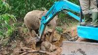 Gajah Seruni dibantu alat berat perusahaan di Kabupaten Siak menyelamatkan anaknya dari parit berlumpur. (Liputan6.com/Dok BBKSDA Riau)