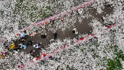 Saat tiba musim semi, bunga sakura pun bermekaran dengan cantiknya di berbagai wilayah di China. (STR/AFP)