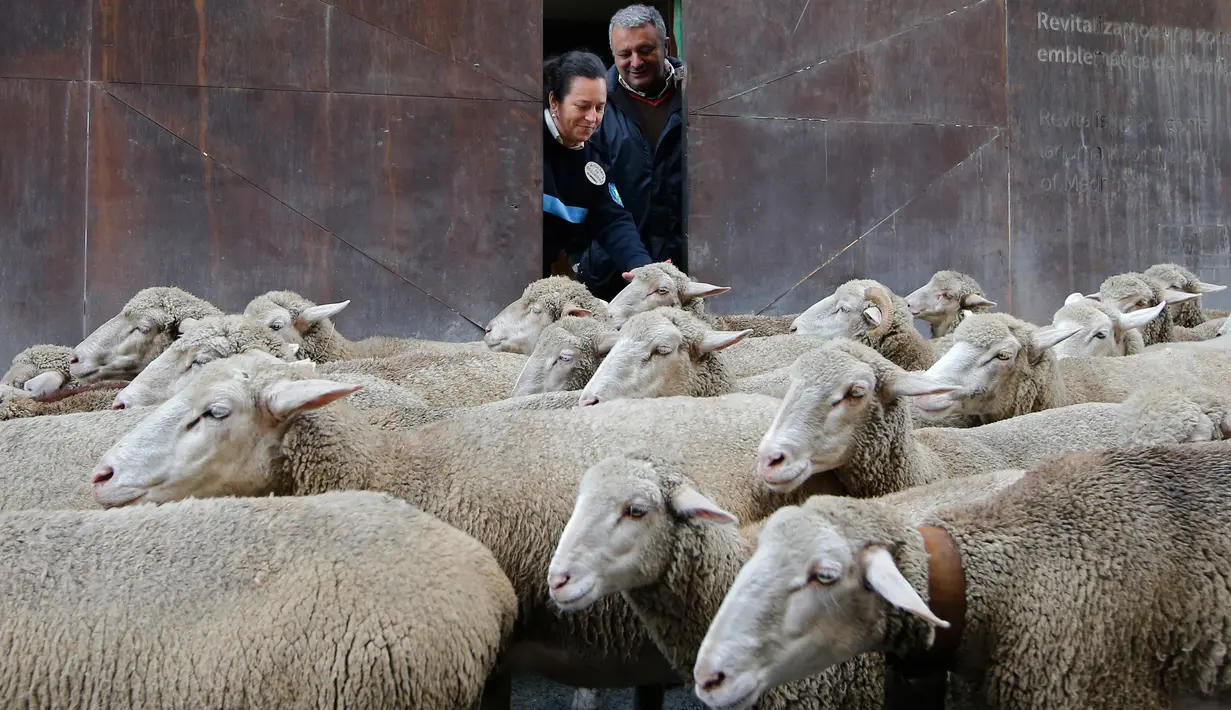 Petugas menyentuh kawanan domba yang digembalakan melewati pusat kota Madrid, 21 Oktober 2018. Tradisi ini untuk mempertahankan hak menggembala dan migrasi  ternak secara tradisional yang semakin terancam praktik pertanian modern. (AP Photo/Paul White)