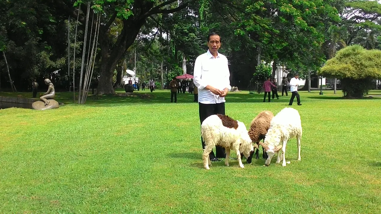 Jokowi dan domba