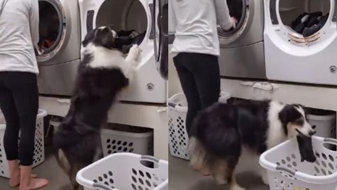 Anjing Pintar Ini Bisa Bantu Pemiliknya Mencuci Pakaian - Vimarsana News