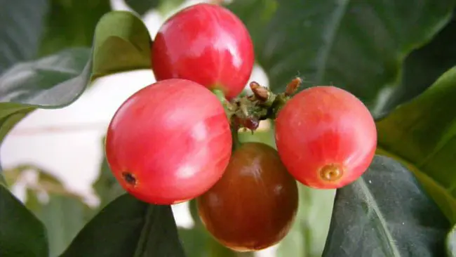 Ilustrasi buah kopi. (Sumber Wikimedia Commons)