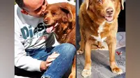 Bobi Anjing Tertua di Dunia Mati pada Usia 31 Tahun, 17 Tahun Lebih Lama dari Sejenisnya