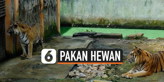 VIDEO: Taman Margasatwa Banjarnegara Buka Donasi untuk Pakan Hewan