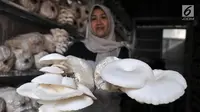 Petani menunjukkan hasil panen jamur tiram di kawasan Pulo Kambing, Jakarta, Rabu (26/12). Setiap harinya rumah jamur PKPK mampu memanen hingga 4 kilogram yang dijual dengan harga Rp 16 ribu per kilogram.  (Merdeka.com/Iqbal S. Nugroho)