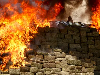 Sejumlah ganja dan obat terlarang saat dibakar di kamp Angkatan Daratan, Tijuana, Meksiko, (18/8/2015). Sebanyak 138,7 ton obat terlarang disita oleh pemerintahan Meksiko. (REUTERS/Jorge Duenes)